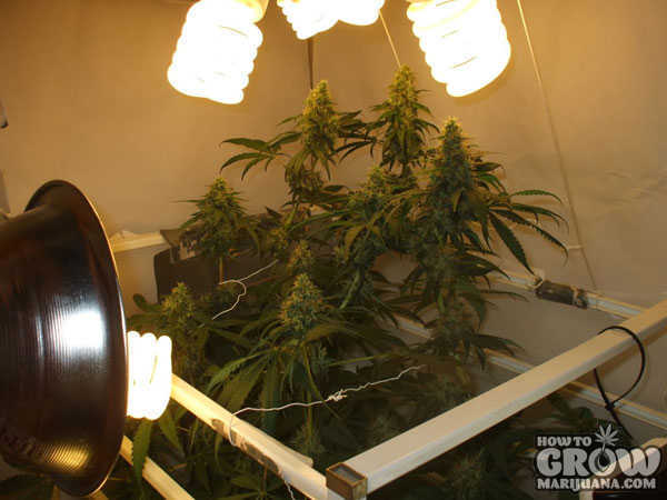 marijuana plant growing in a closet with cfl bulbs used as grow lights