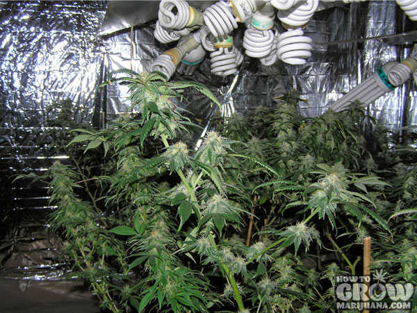 marijuana plants in a grow tent with cfl bulbs used as grow lights