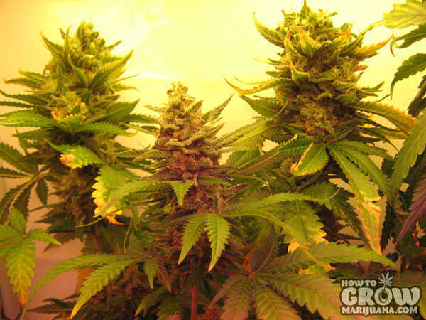 cannabis plant during the flowering stage of growth with three large colas