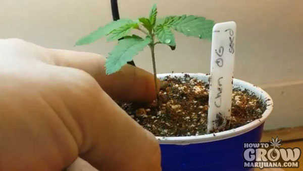 marijuana plant in small pot during seedling stage