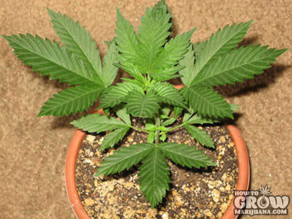 marijuana plant in pot during the vegetative stage of growth