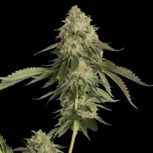 DNA Genetics - Golden Berry Feminized Plant Shot
