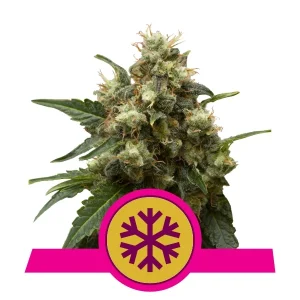 Royal Queen Seeds - ICE Feminized Plant Shot