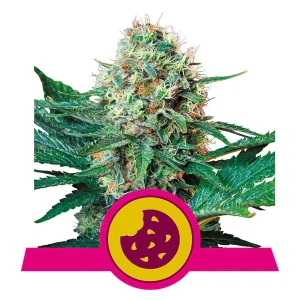 Royal Queen Seeds - Royal Cookies Feminized Plant Shot