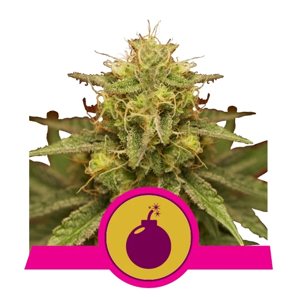 Royal Queen Seeds - Royal Domina Feminized Plant Shot