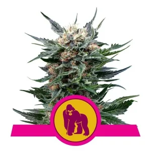 Royal Queen Seeds - Royal Gorilla Feminized Plant Shot