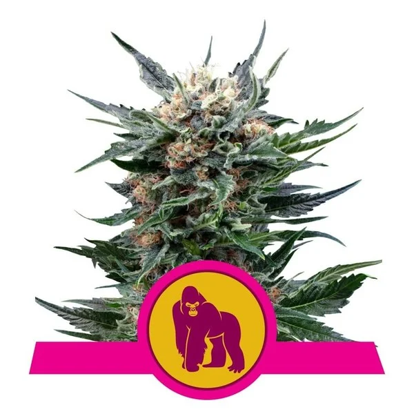 Royal Queen Seeds - Royal Gorilla Feminized Plant Shot