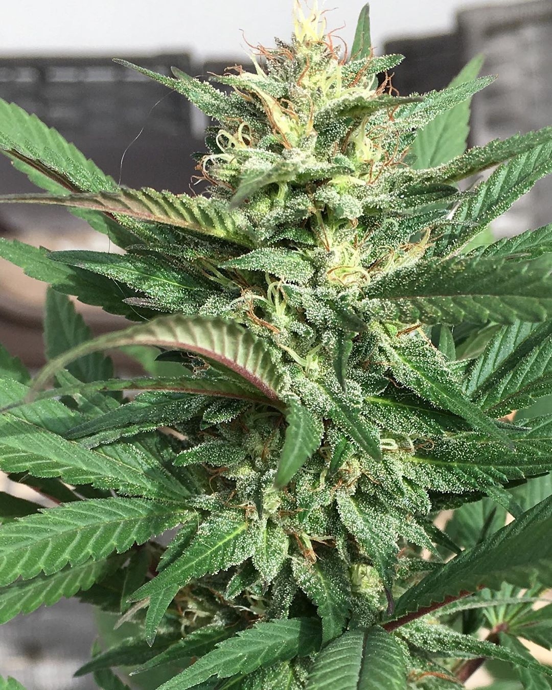ACE Seeds - Bubba Kush x Hashplant Plant Shot