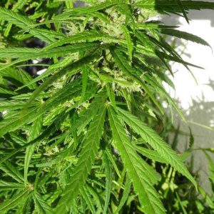 ACE Seeds - Green Haze 19 A5 Feminized Plant Shot