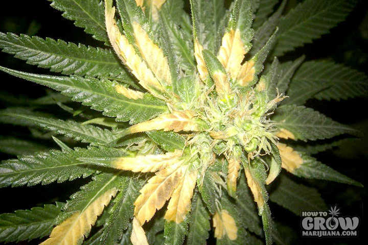 BURN_MARIJUANA_PLANTS