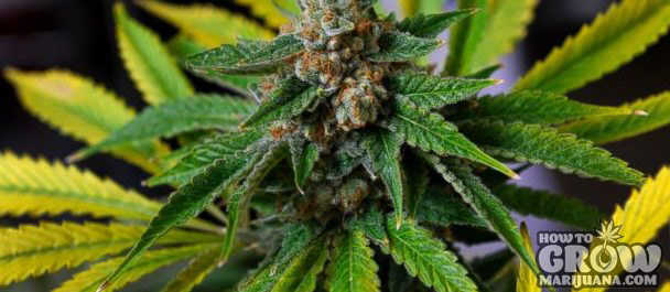 WHITE_POWDERY_MILDEW_CANNABIS