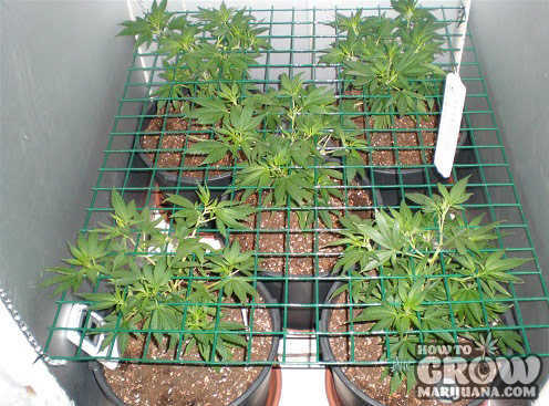 GROWING_MARIJUANA_CONTAINER