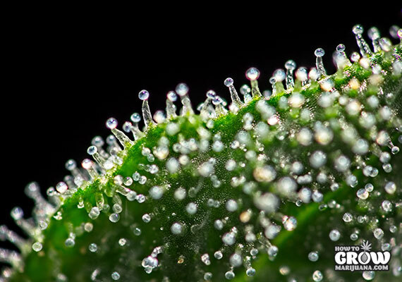Close up of Marijuana Trichomes