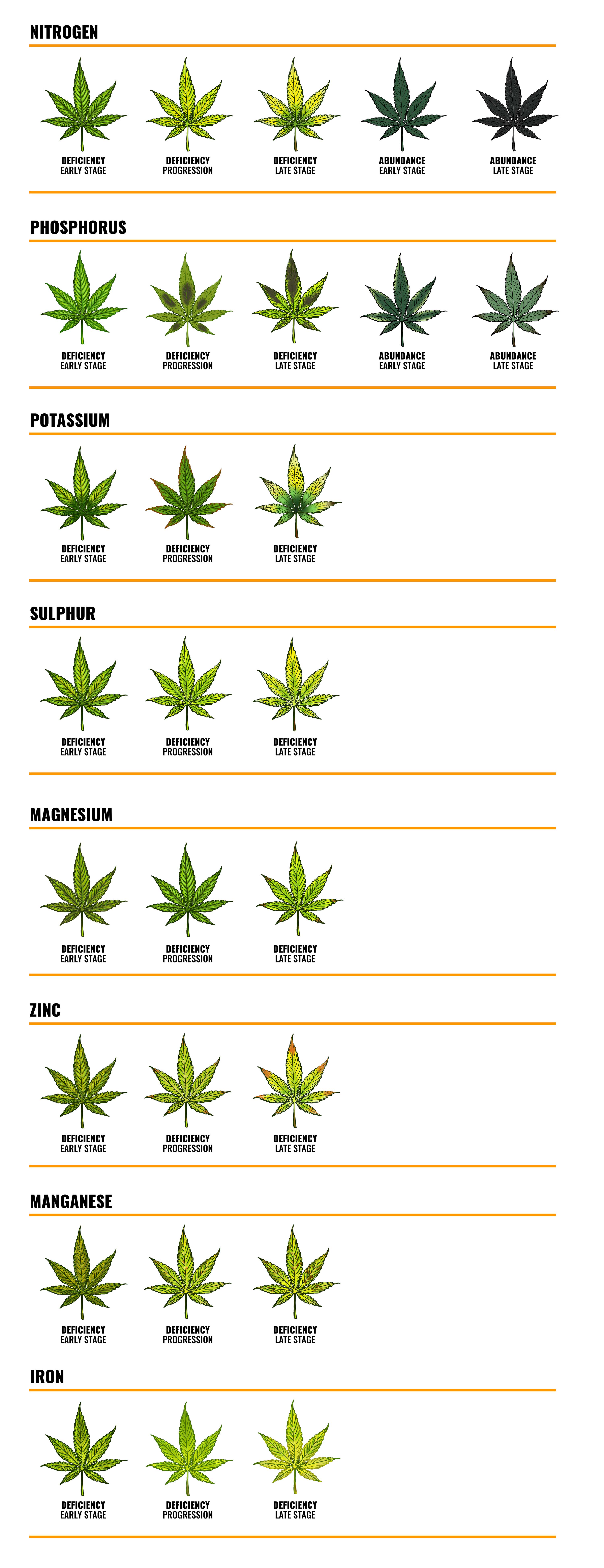 Nutrient deficiencies in marijuana