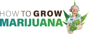 How to Grow Marijuana | Grow Weed Indoors