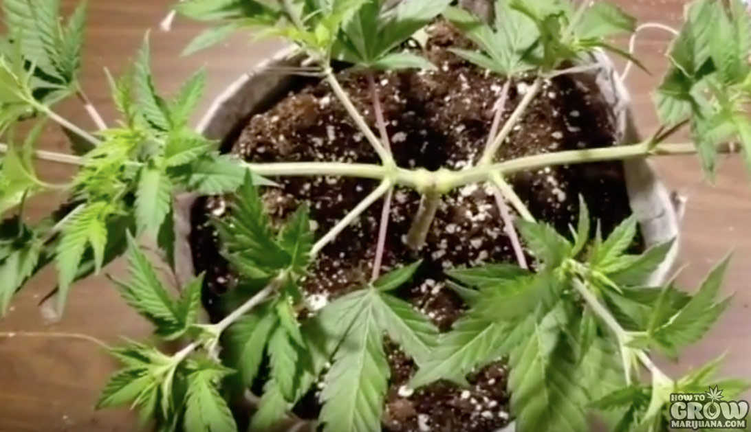 A plant with 8 nodes