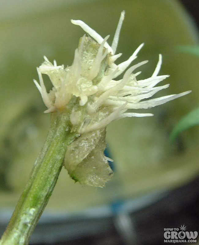 Cannabis Clone Starting To Root