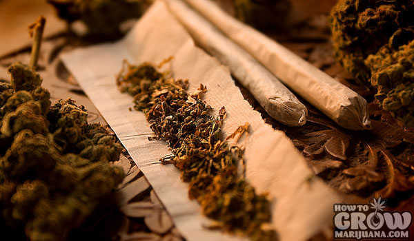 rolling paper with weed crumbled on it next to two rolled joints