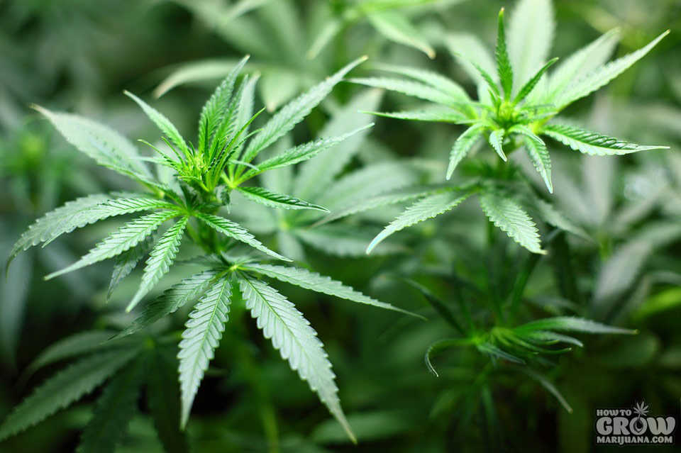 Cannabis_Vegatative_Stage