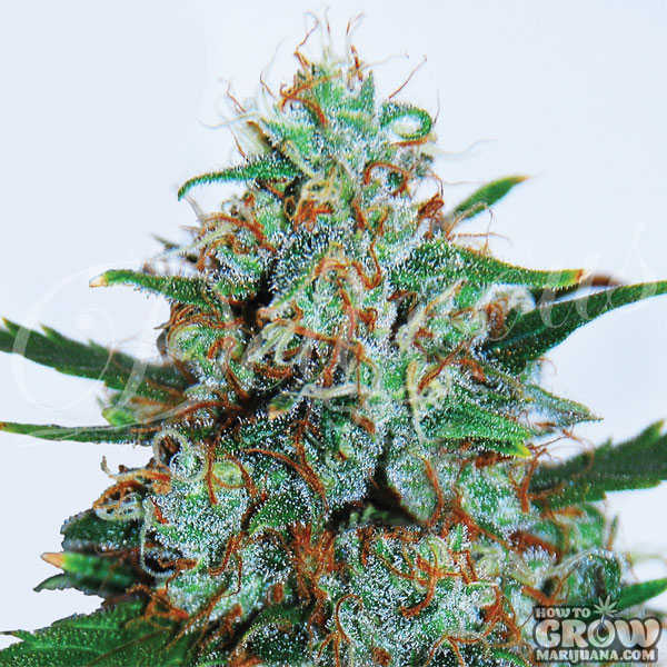 Delicious Seeds Critical Neville Haze