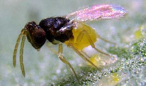 Encarsi Forosa hunting for Whitefly