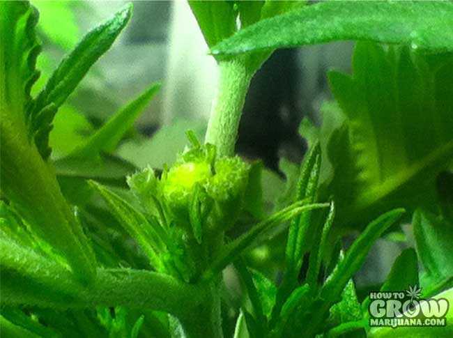 Fimmed Cannabis Plant