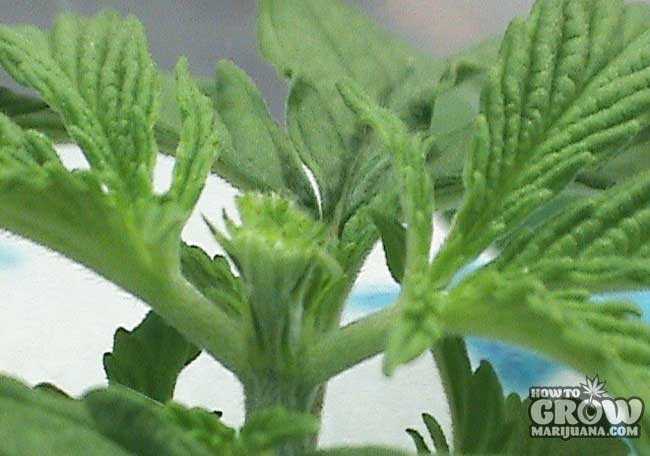 Fimmed Marijuana Plant