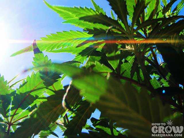 Outdoor marijuana grow with bright sunshine and a clear blue sky