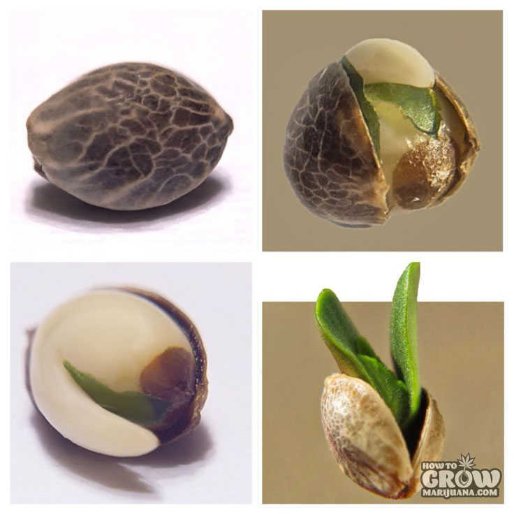 Germinating Cannabis Seed Embryo and Shell