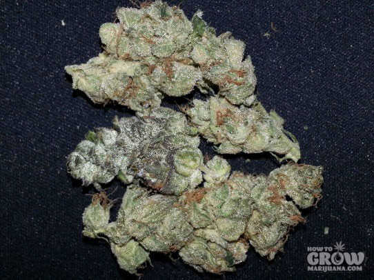 Girl Scout Cookies from The Cookie Family