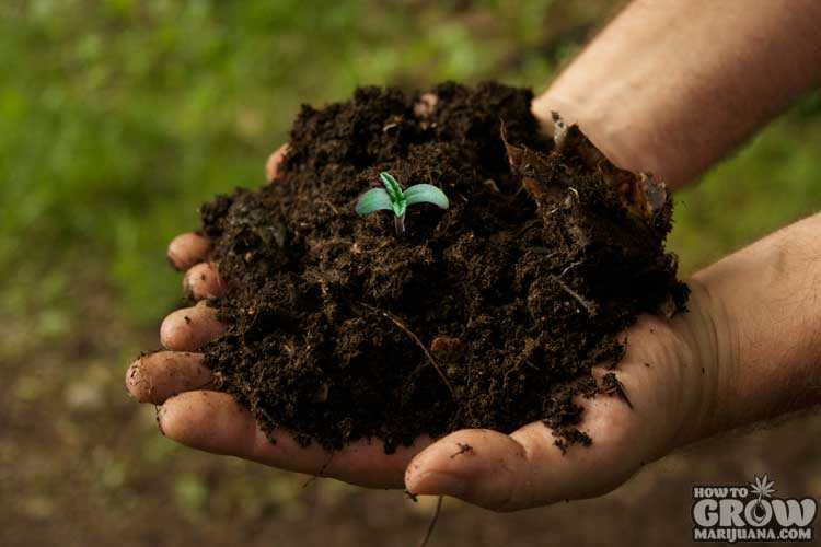 Young seedling growing from soil held in a persons hands