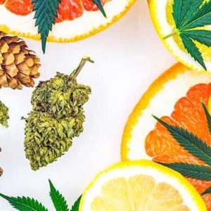 terpenes found in cannabis
