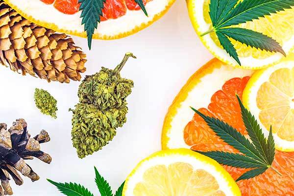 terpenes found in cannabis