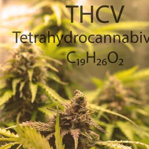 THCV rich Cannabis plants growing in a tent
