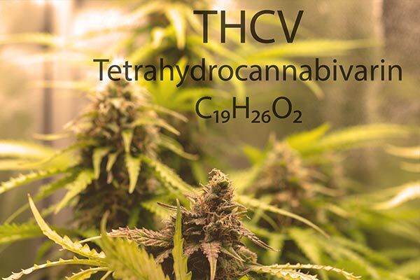THCV rich Cannabis plants growing in a tent
