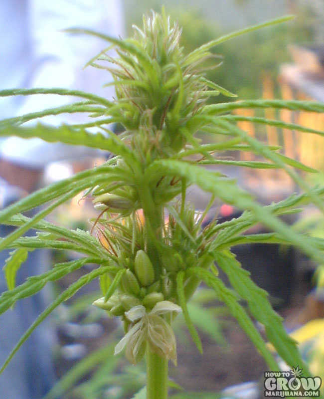 Hermaphrodite Marijuana Plant Hermaphrodite Marijuana Plant
