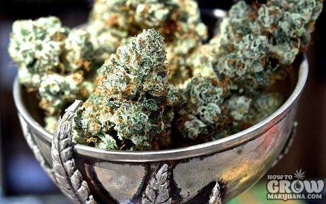 marijuana buds piled inside the cannabis cup award statue