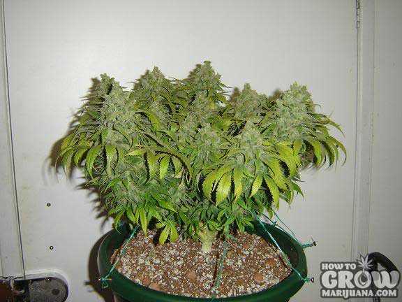 LST for Cannabis Flavor