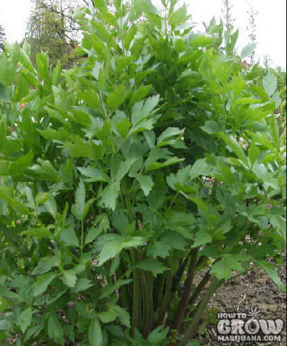 Lovage as a Cannabis Screen