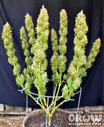 Main-lined colas should grow to the same height