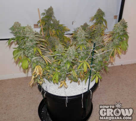 Main-lining cannabis