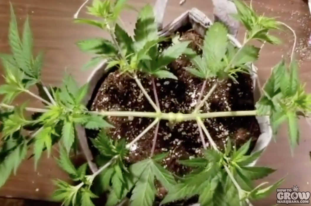 Main-lining marijuana technique