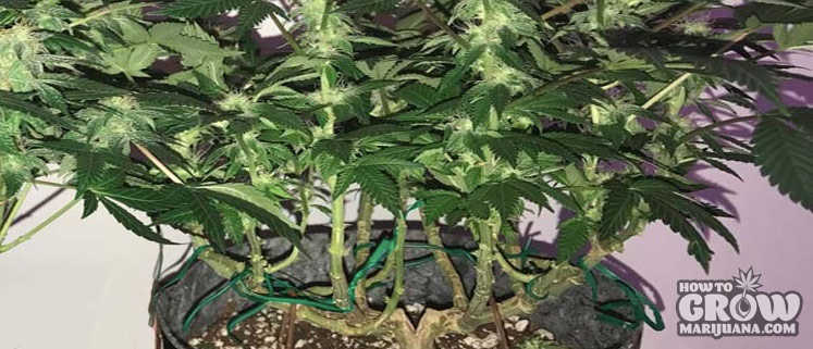 Manifold plant - keep the lower branches tidy