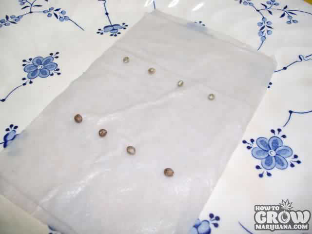 Marijuana Seeds Ready to Germinate