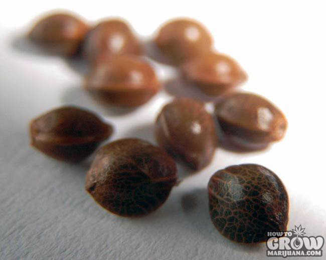 Marijuana Seeds