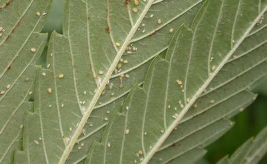 Marijuana plant with whitefly