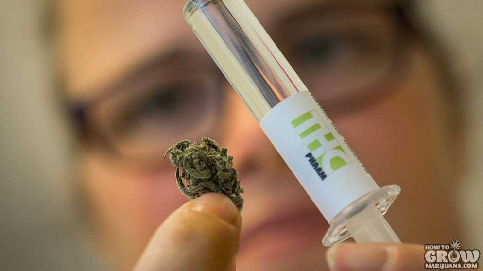 Scientist comparing cannabis and synthetic THC
