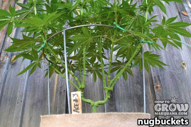 Nurture a flat even canopy