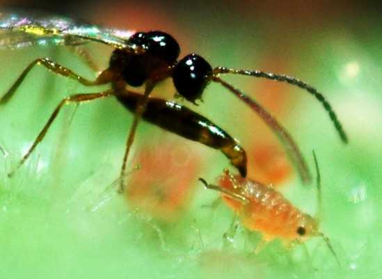 Parasidic Wasp attacking Aphid
