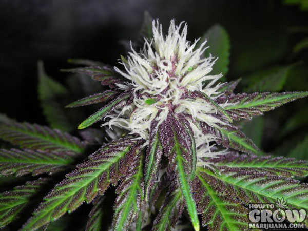 Pineapple Purps Marijuana bud